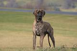 DOGUE ALLEMAND 983